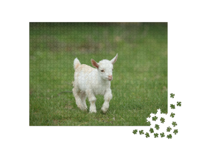 Puzzel 1000 stukjes „Witte babygeit in het gras, New England, VS“