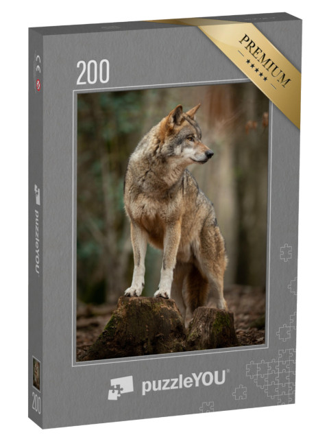 Puzzel 200 stukjes „Grijze wolf in een geurhouding in het bos“
