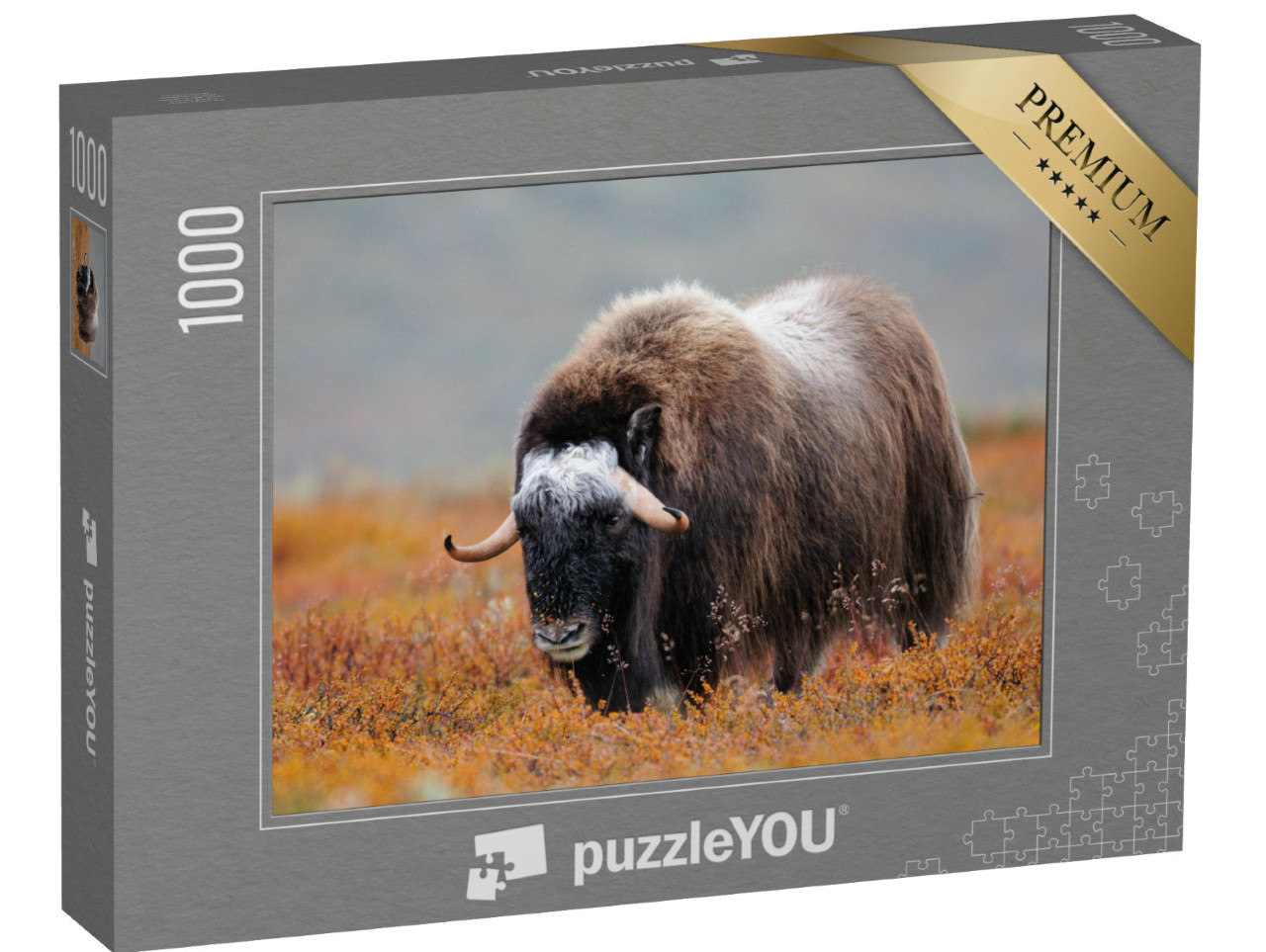 Puzzel 1000 stukjes „Muskusos in een herfstlandschap, Dovrefjell, Noorwegen“