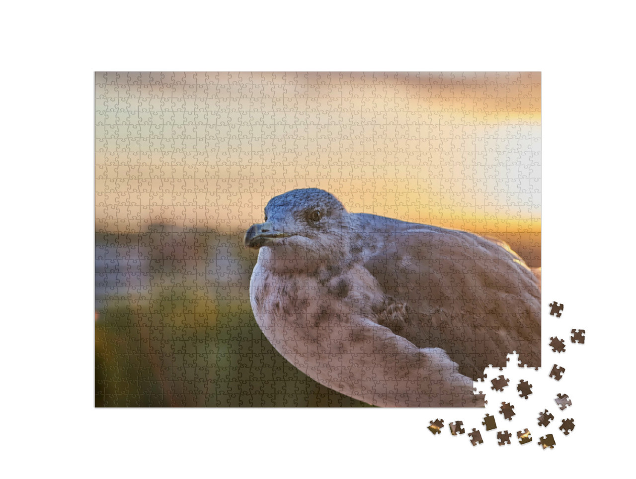 Puzzel 1000 stukjes „Close-up van een zeemeeuw in het avondlicht“