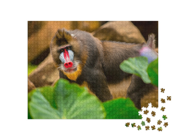 Puzzel 1000 stukjes „Een mandril met een regenbooggezicht, typisch voor de soort“