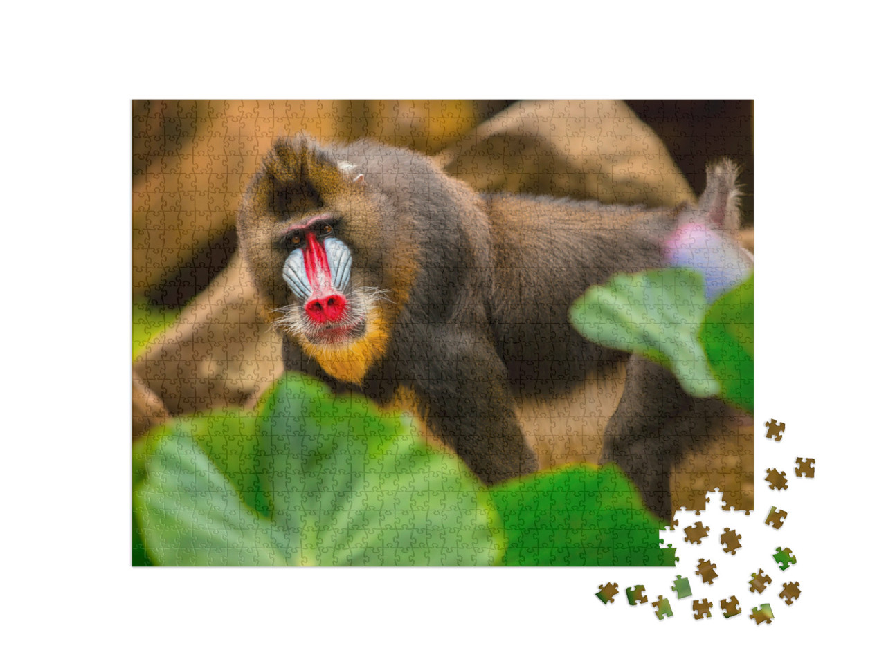 Puzzel 1000 stukjes „Een mandril met een regenbooggezicht, typisch voor de soort“