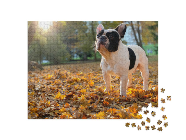 Puzzel 1000 stukjes „Een Franse Bulldog zit“