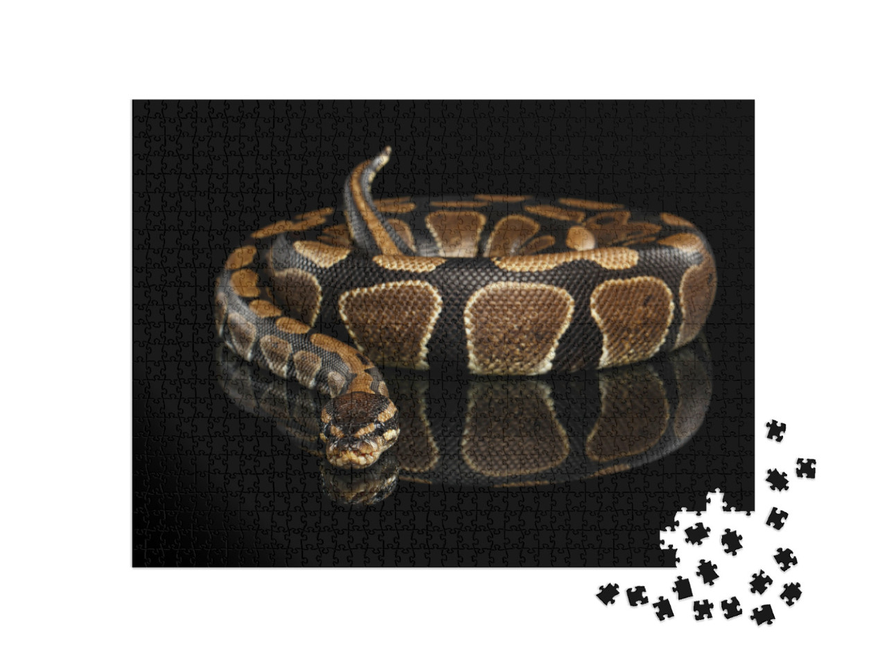 Puzzel 1000 stukjes „Koninklijke python“