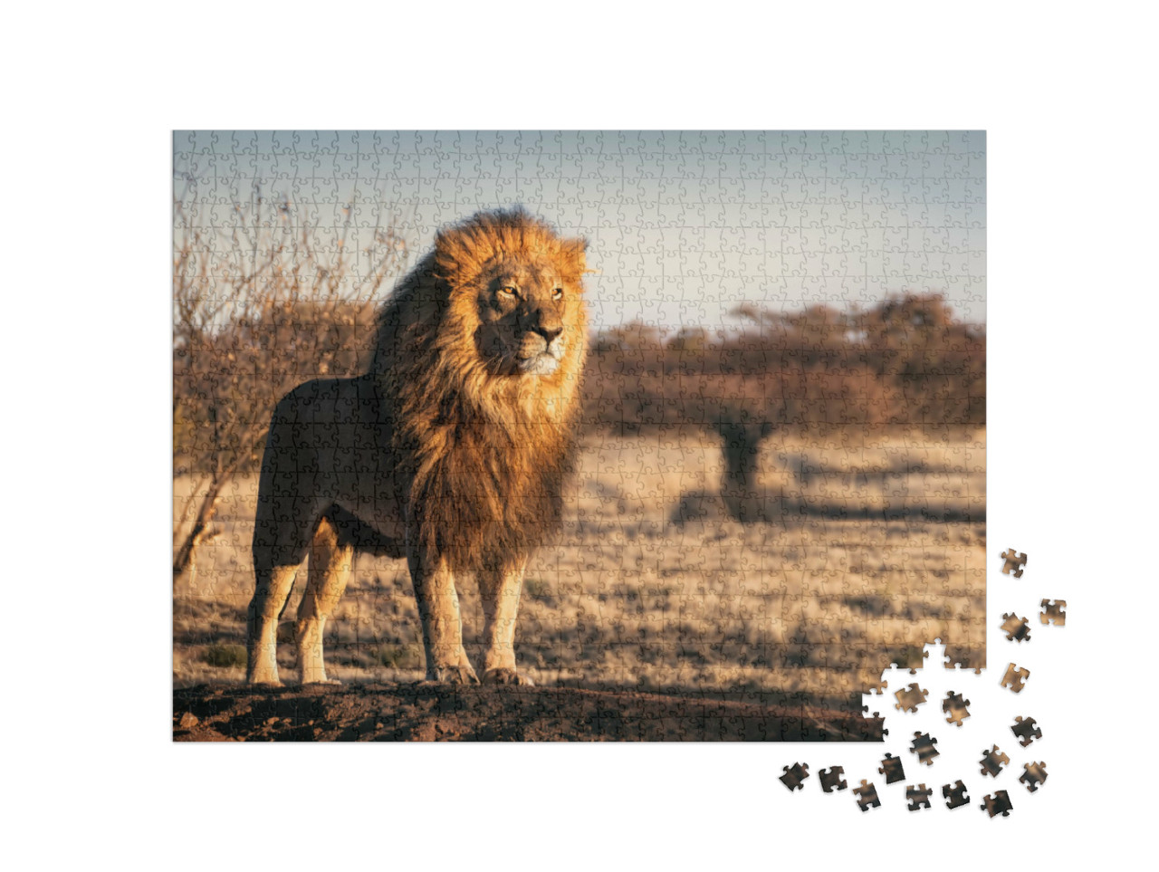 Puzzel 1000 stukjes „Enkele leeuw met een koninklijke uitstraling“