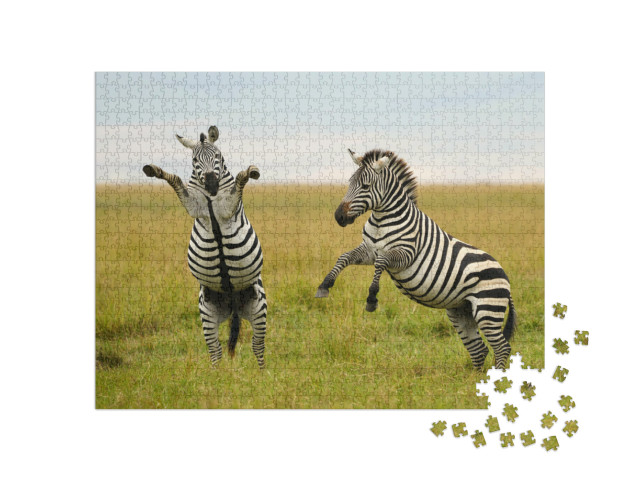 Puzzel 1000 stukjes „Wild of gevecht? Burchell's of vlakte zebra“