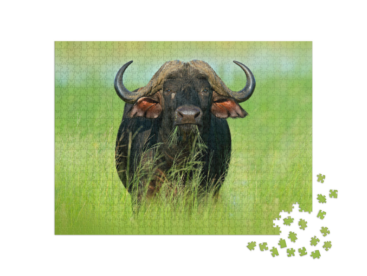 Puzzel 1000 stukjes „Afrikaanse buffels in de Okavango Delta, Botswana“