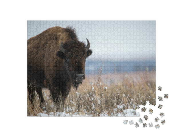 Puzzel 1000 stukjes „Oklahoma bizons na sneeuwval in december“