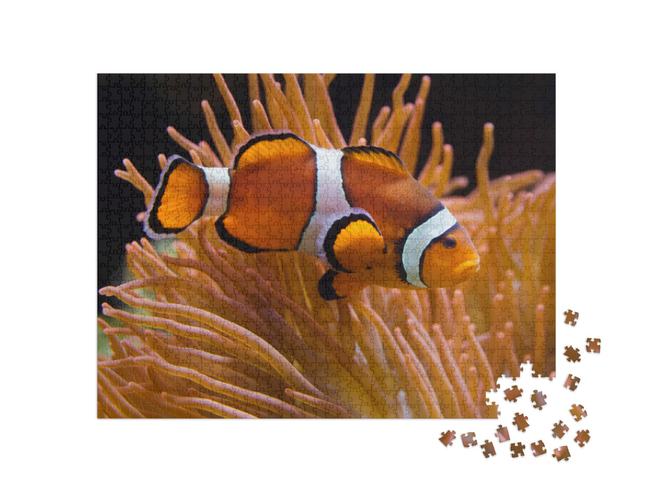 Puzzel 1000 stukjes „Ocellaris maanvis, Amphiprion ocellaris“