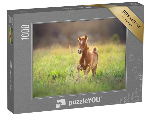 Puzzel 1000 stukjes „Veulen galoppeert door de wei“