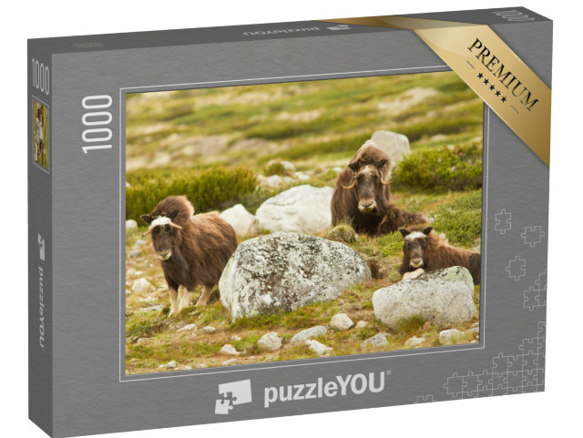 Puzzel 1000 stukjes „Muskusossen in Noorwegen“