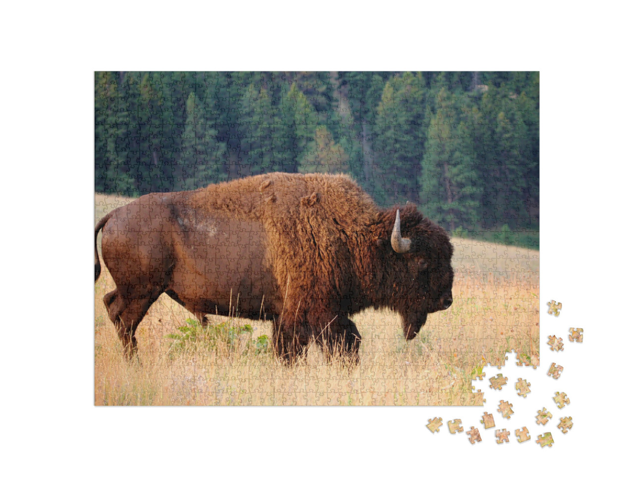 Puzzel 1000 stukjes „Amerikaanse bizon in de vroege ochtend, Montana“