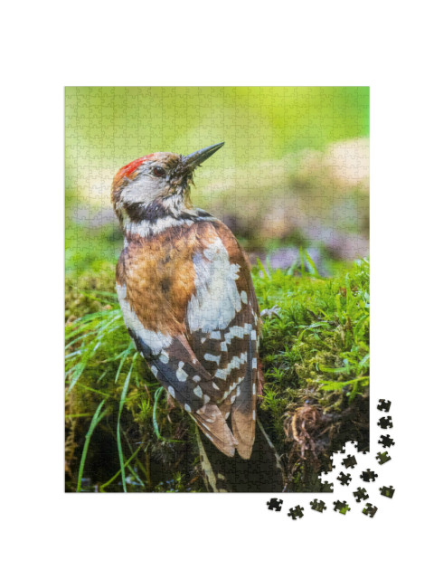 Puzzel 1000 stukjes „Close-up van een middelste bonte specht“
