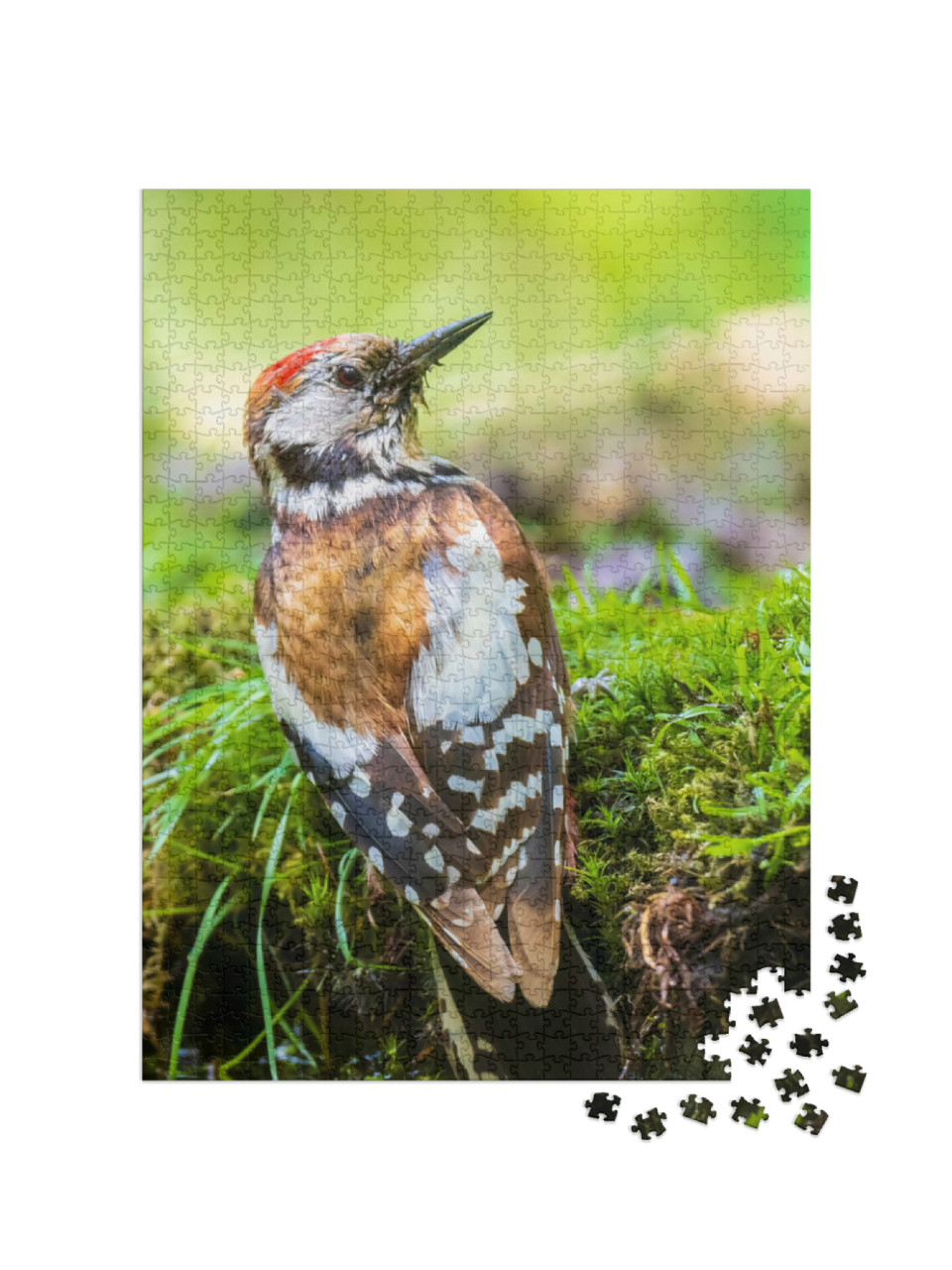 Puzzel 1000 stukjes „Close-up van een middelste bonte specht“