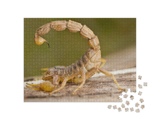 Puzzel 1000 stukjes „Close-up van een Buthus schorpioen“