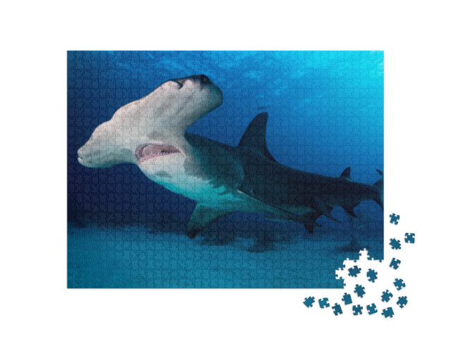Puzzel 1000 stukjes „Grote hamerhaai op de Bahama's“
