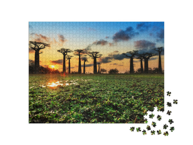 Puzzel 1000 stukjes „Oude baobabs op de baobabslaan, Madagaskar“