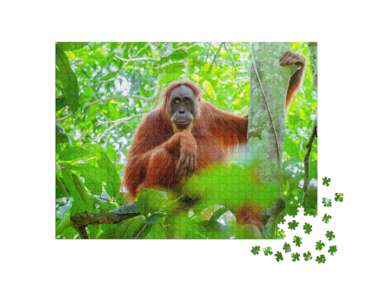 Puzzel 1000 stukjes „Vrouwelijke orang-oetan zittend op een boomstam, Indonesië“