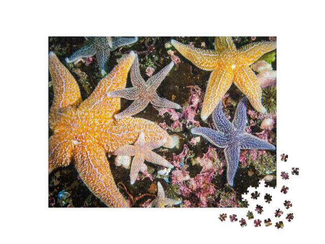 Puzzel 1000 stukjes „Kleurrijke zeesterren in alle maten“