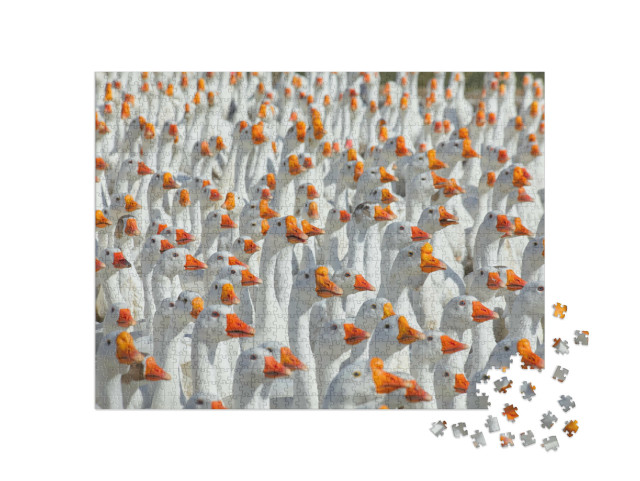 Puzzel 1000 stukjes „Enorme troep witte ganzen“