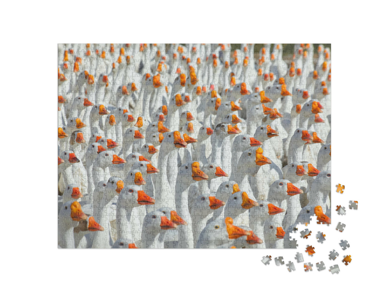 Puzzel 1000 stukjes „Enorme troep witte ganzen“