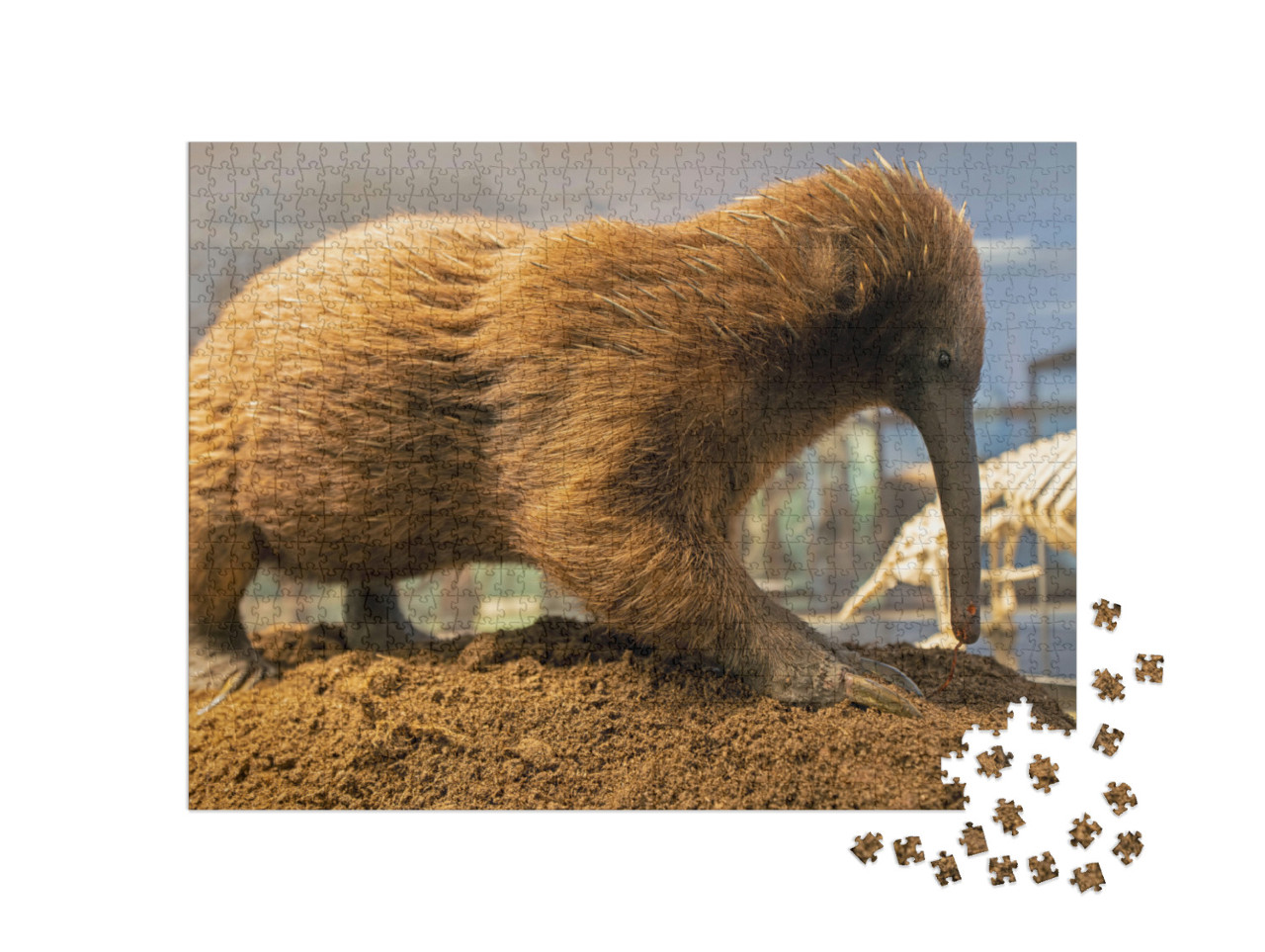 Puzzel 1000 stukjes „De Australische snavelmiereneter, stekelmiereneter“