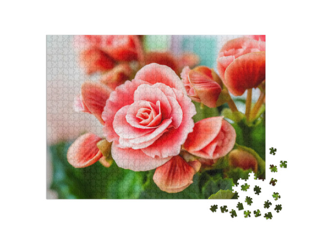 Puzzel 1000 stukjes „Close-up van roze begonia's“
