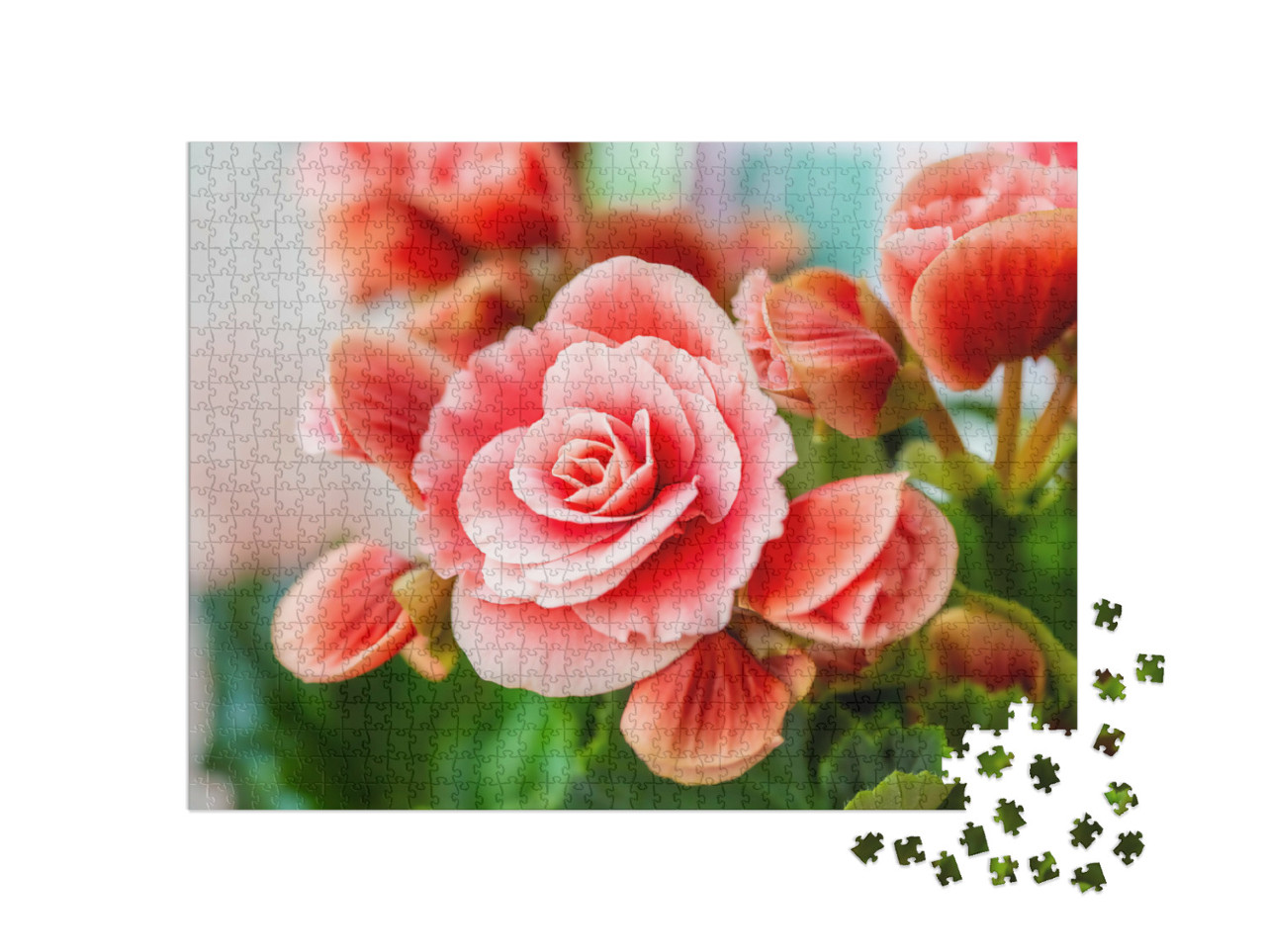 Puzzel 1000 stukjes „Close-up van roze begonia's“