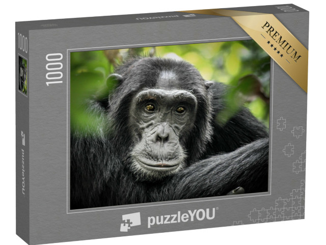 Puzzel 1000 stukjes „Chimpansee in Kibale Forest National Park, Oeganda, Afrika“