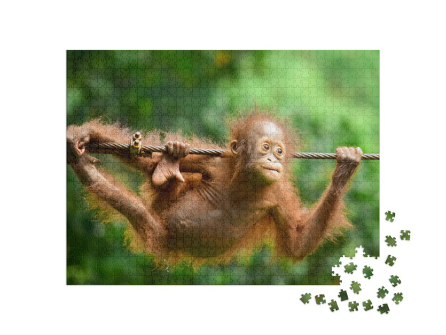 Puzzel 1000 stukjes „Close-up van de Kalimantan orang-oetan“