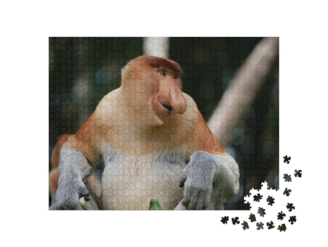 Puzzel 1000 stukjes „Volwassen mannelijke slingeraap of langneusaap“