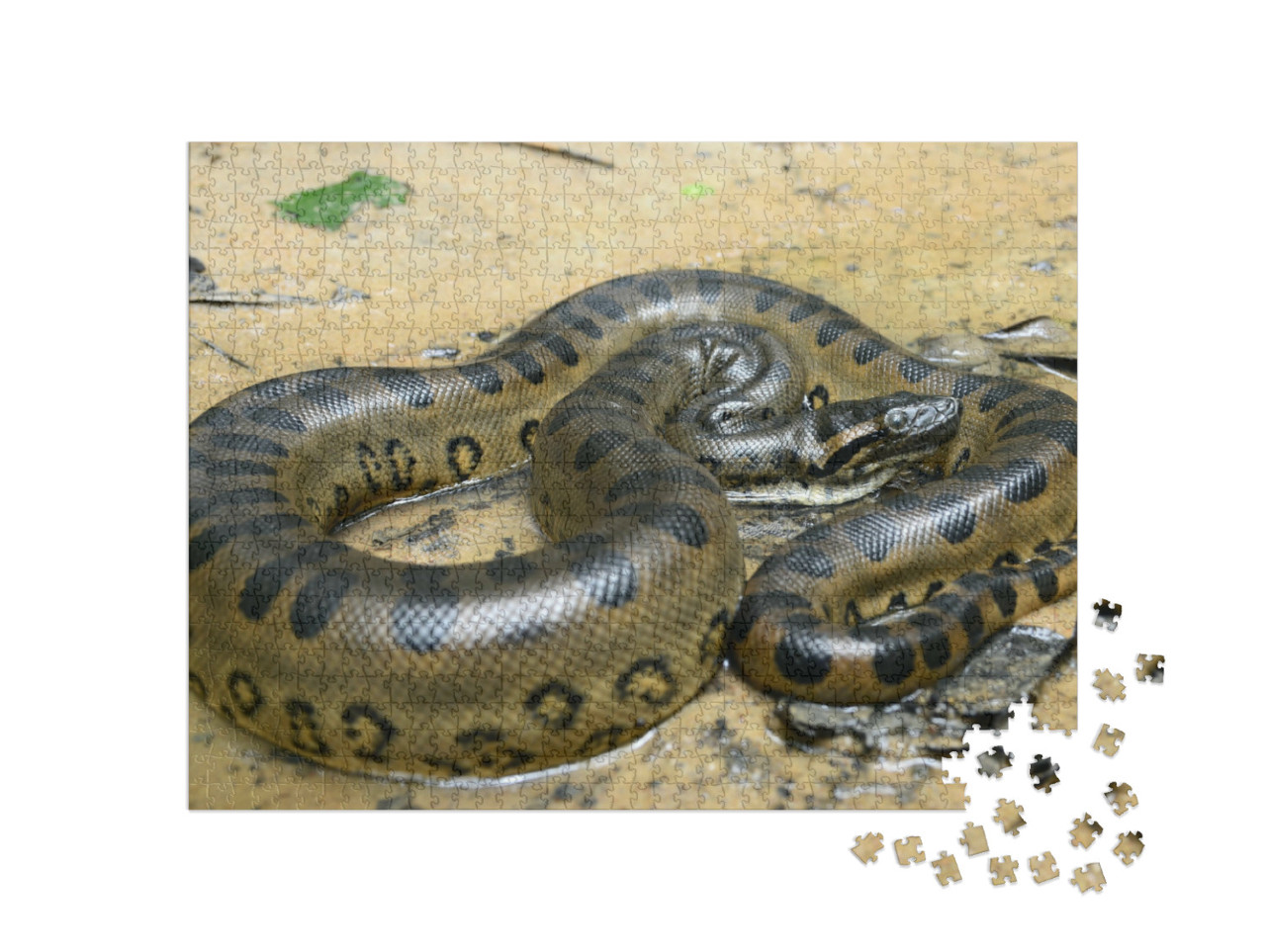 Puzzel 1000 stukjes „Groene anaconda“