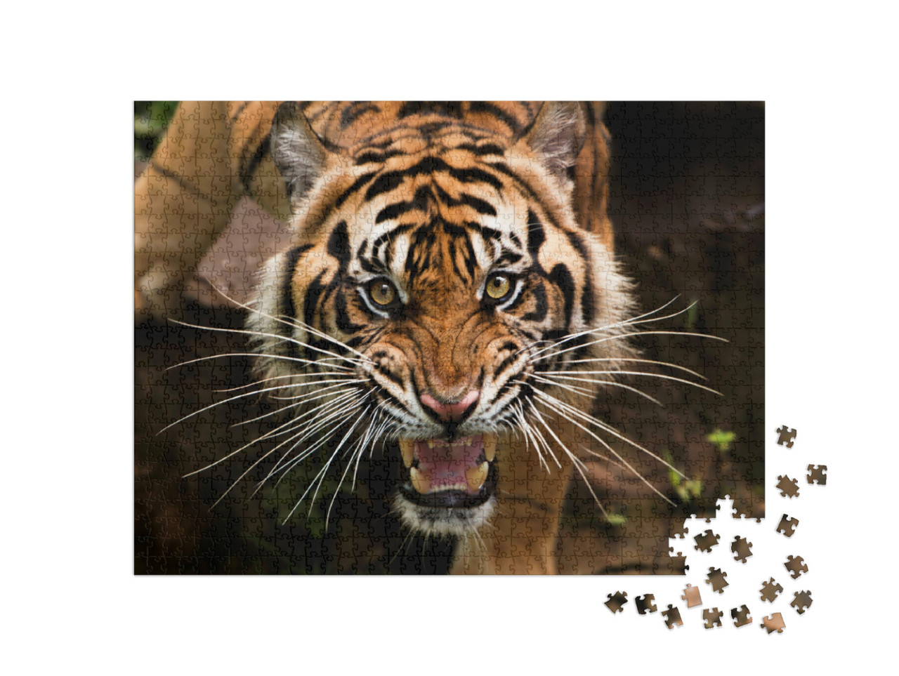 Puzzel 1000 stukjes „Een Sumatraanse tijger op jacht“