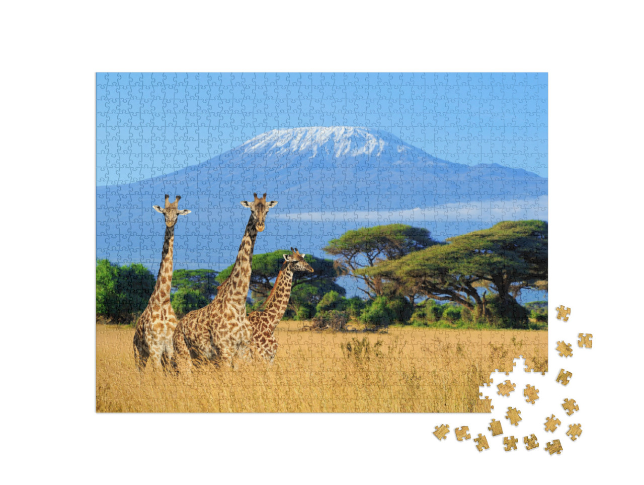 Puzzel 1000 stukjes „Giraffen op de Kilimanjaro, foto uit het nationale park in Kenia“