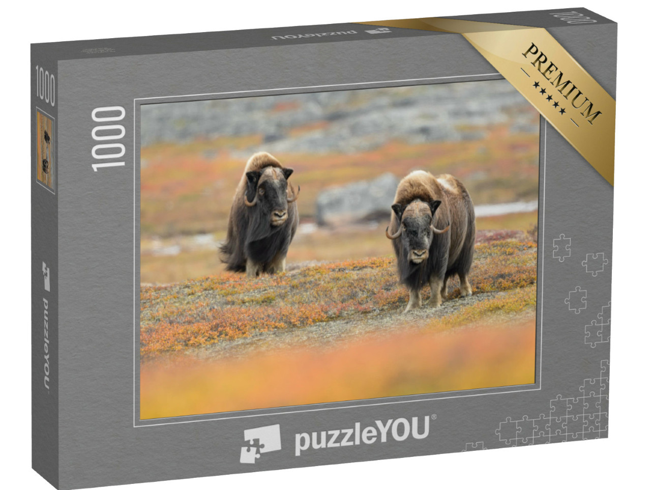 Puzzel 1000 stukjes „Muskusossen in hun natuurlijke omgeving“