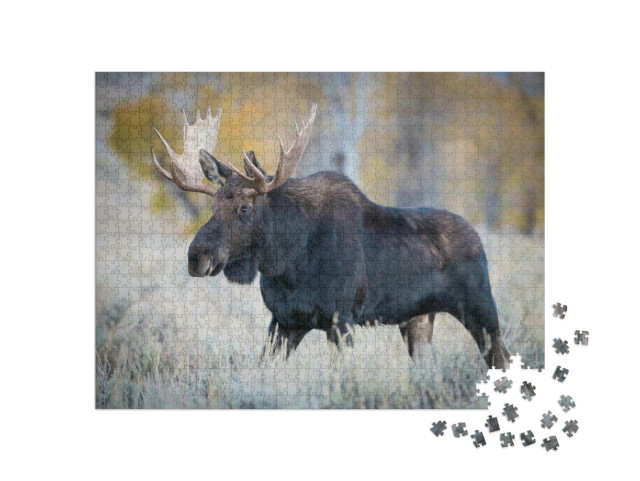 Puzzel 1000 stukjes „Elanden in droog gras, Yellowstone, VS“