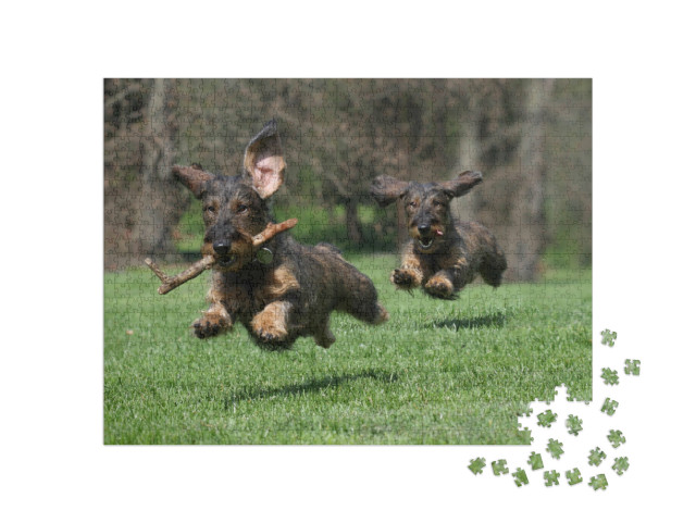 Puzzel 1000 stukjes „Twee honden: ruwharige teckel ras“