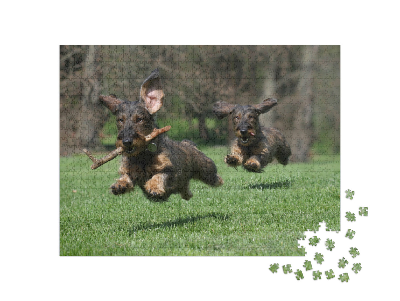 Puzzel 1000 stukjes „Twee honden: ruwharige teckel ras“