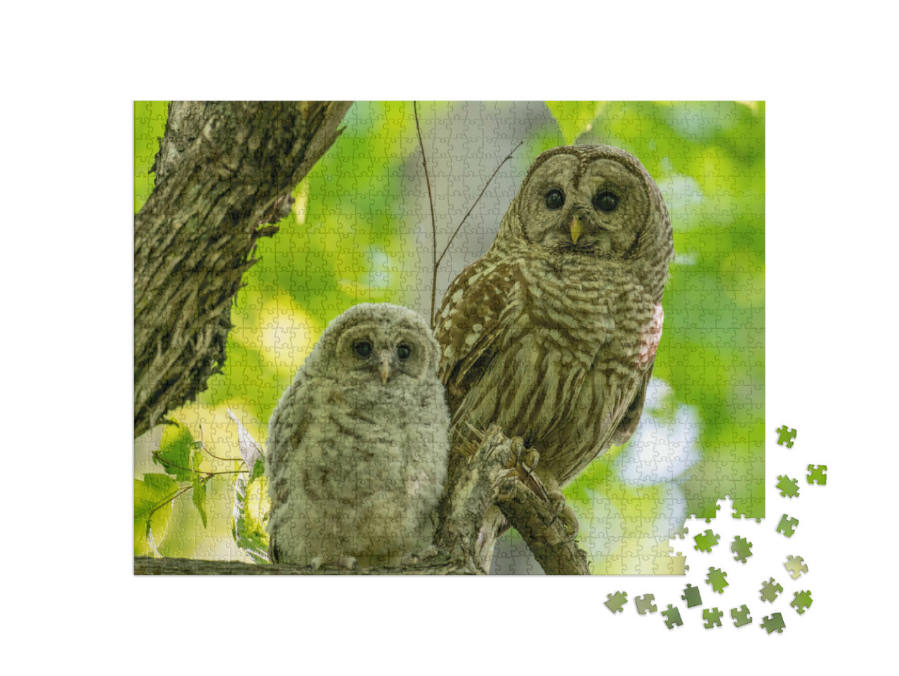 Puzzel 1000 stukjes „Volwassen en jonge sperweruilen zitten op een tak in de vroege zomer, Canada“