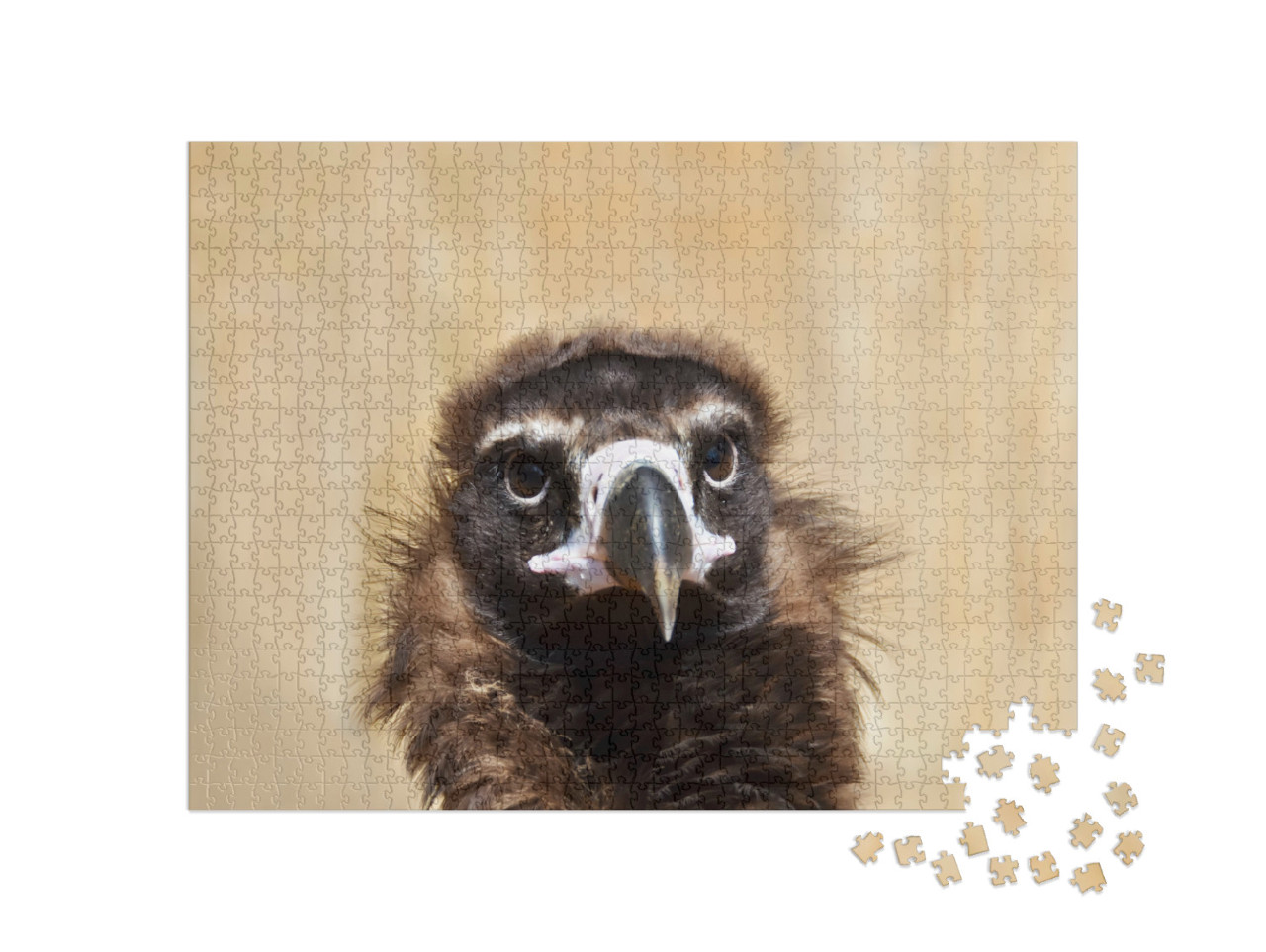 Puzzel 1000 stukjes „Portret van een zwarte gier“