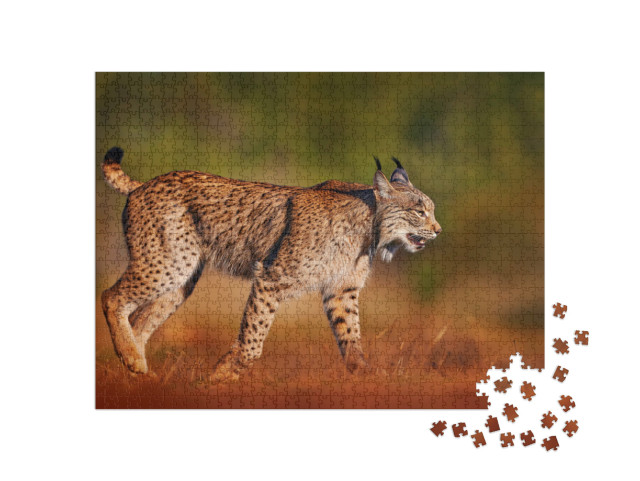Puzzel 1000 stukjes „Iberische lynx, wilde kat op het Iberisch schiereiland“