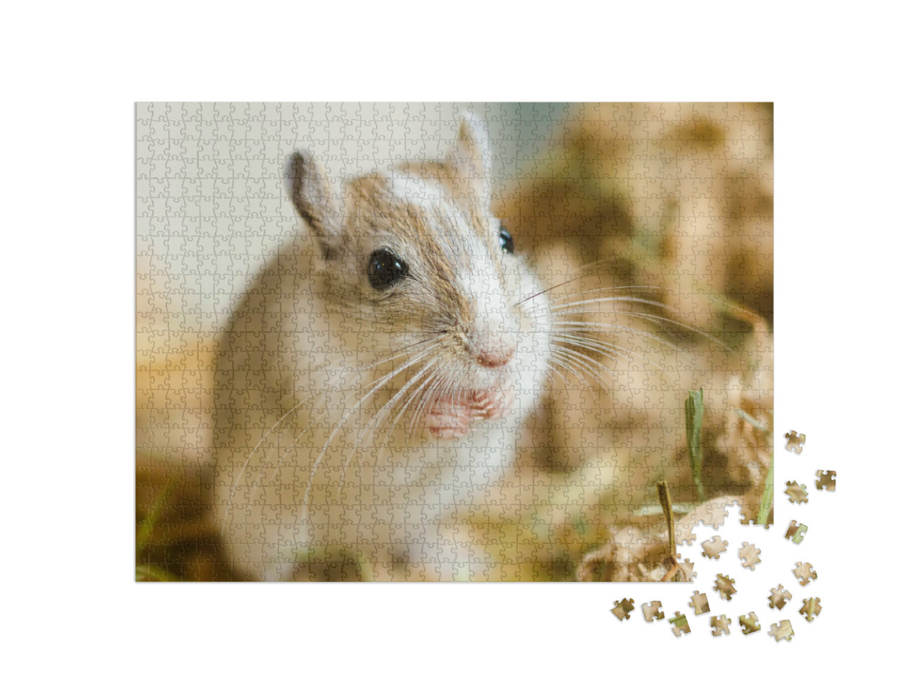 Puzzel 1000 stukjes „Een Mongoolse gerbil knabbelt aan zijn maaltijd“