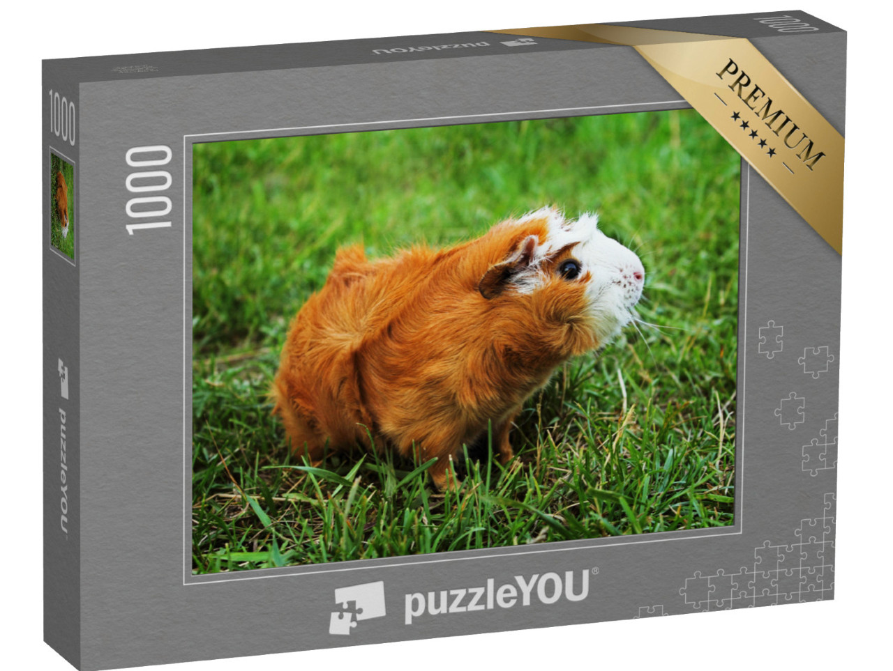 Puzzel 1000 stukjes „Rode Abessijnse cavia op groen gras“