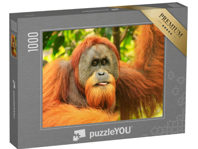 Puzzel 1000 stukjes „Portret van een mannelijke Sumatraanse orang-oetan“