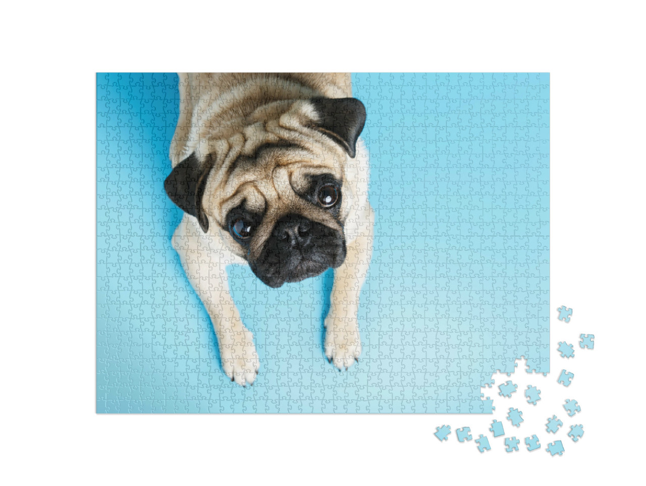 Puzzel 1000 stukjes „Beige mopshond met een vertrouwenwekkende blik“