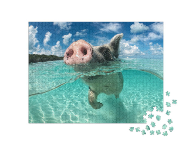 Puzzel 1000 stukjes „Een zwemmend varken, Big Majors Cay, Bahama's“
