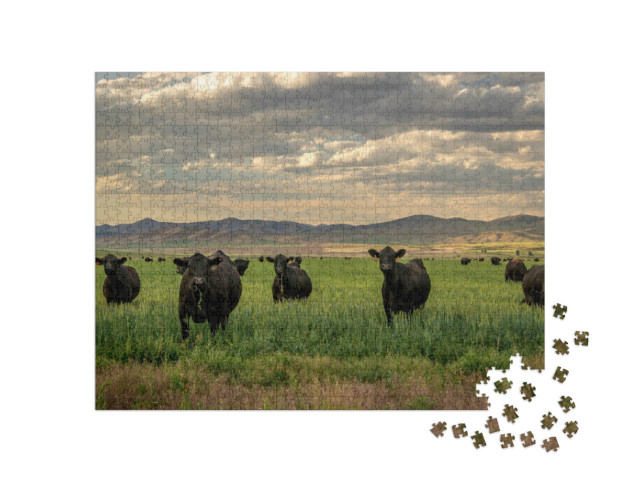 Puzzel 1000 stukjes „Kudde Black Angus vee in een grasveld“
