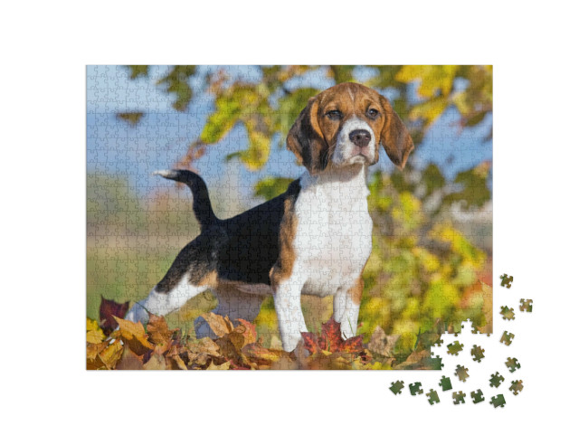 Puzzel 1000 stukjes „Portret van een beagle“