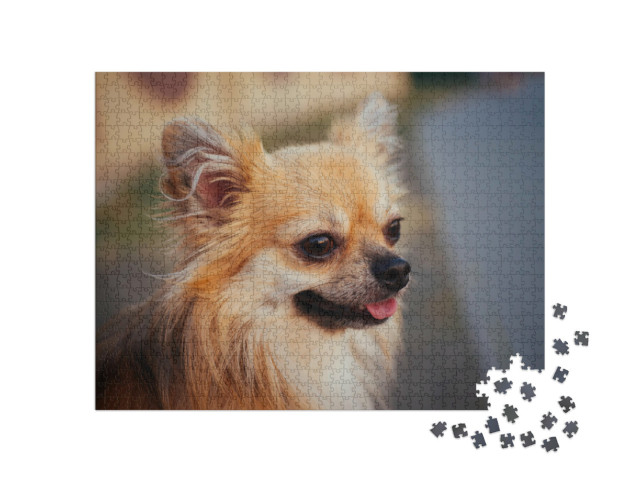 Puzzel 1000 stukjes „Portret van een langharige chihuahua buiten“