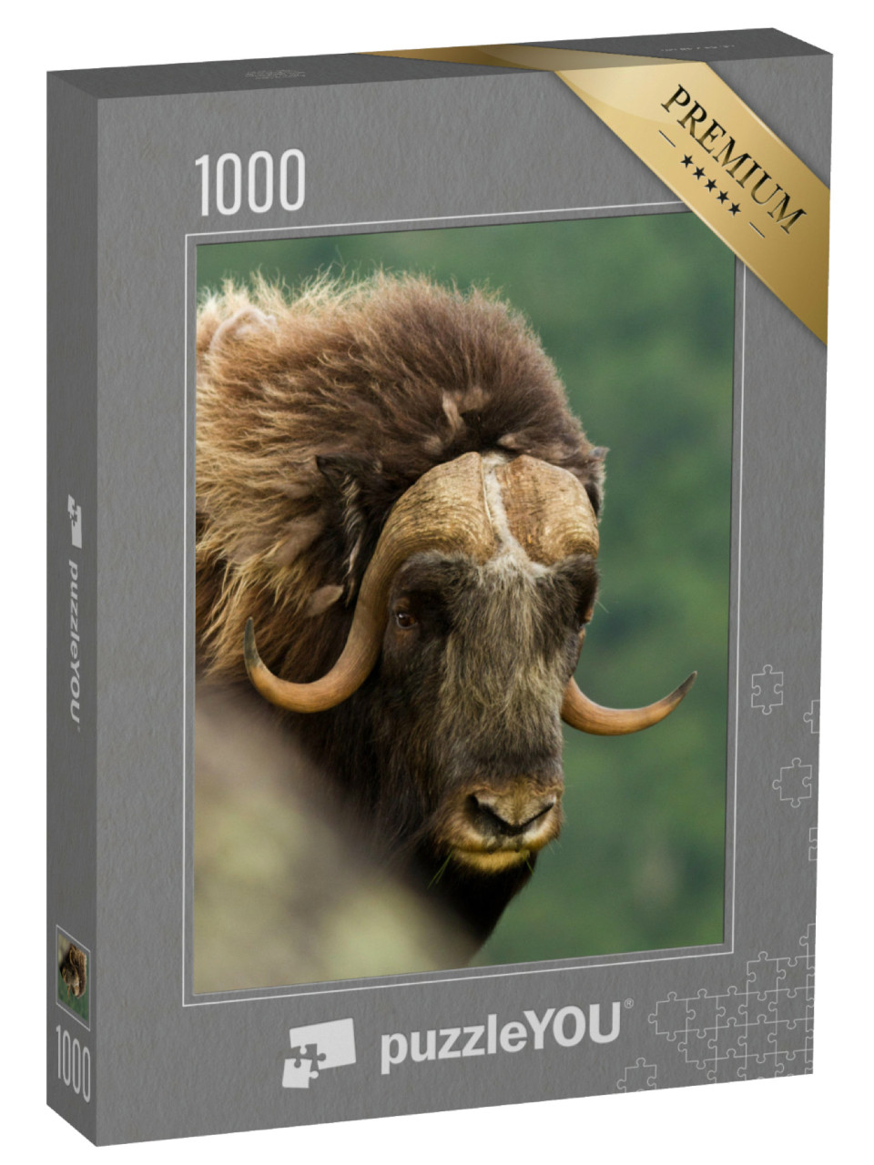 Puzzel 1000 stukjes „Grote muskusos, Noorwegen“